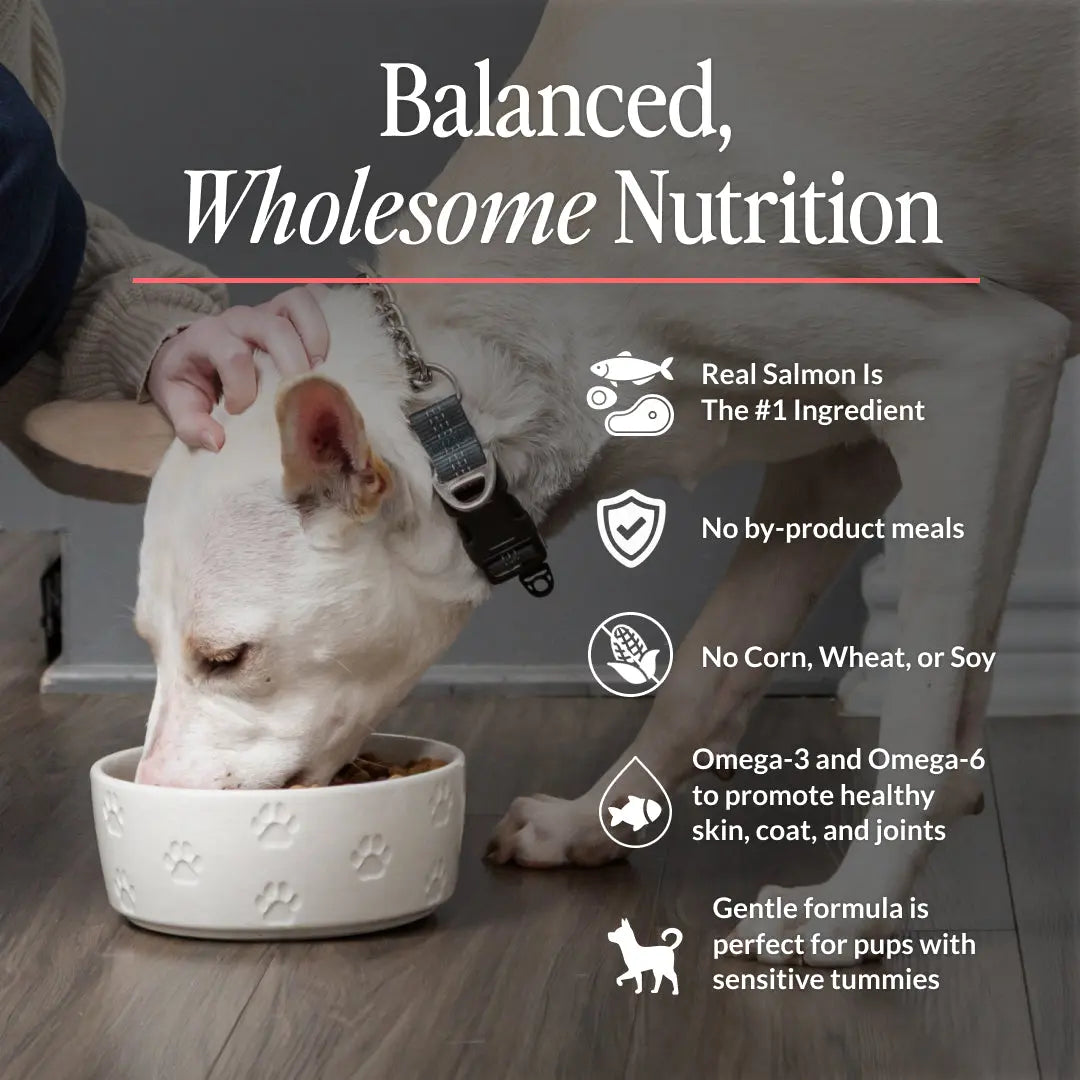 CUDDLY Salmon and Rice Dog Food CUDDLY