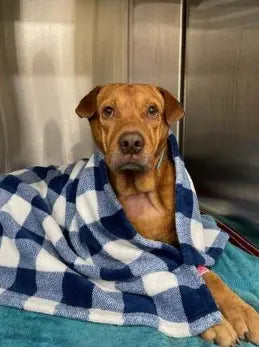 Photo discount blanket dog