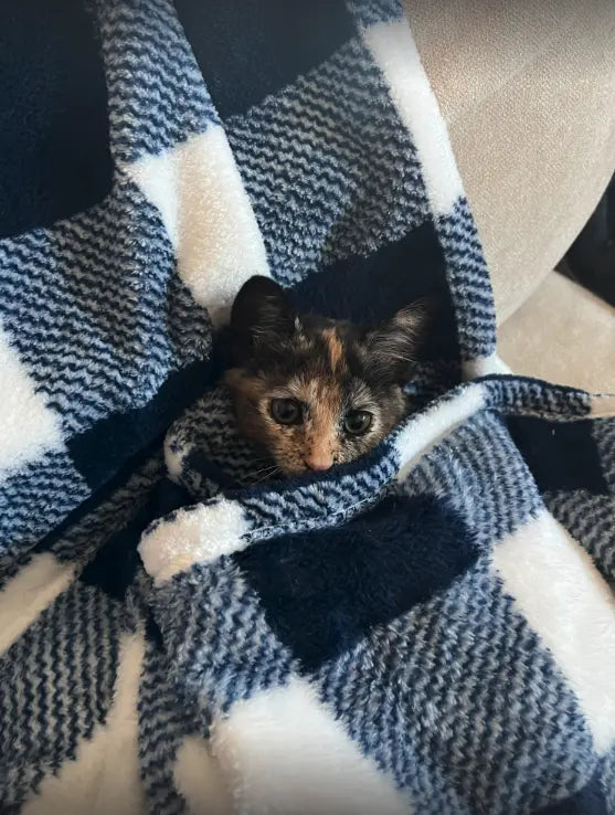 CUDDLY Navy & White Plaid Blanket CUDDLY