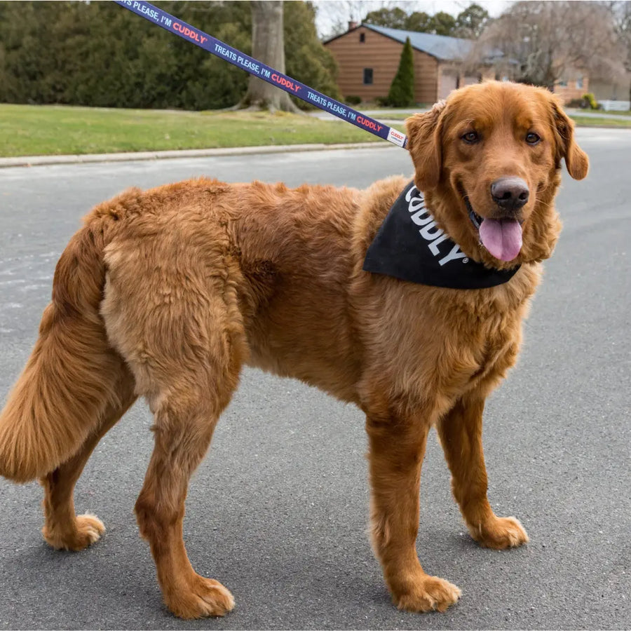 Treats Please, I'm CUDDLY Leash CUDDLY
