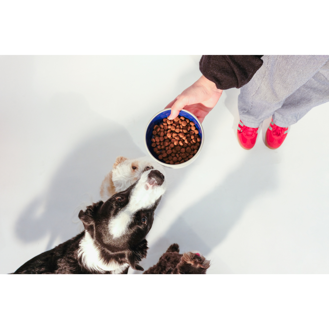 CUDDLY Salmon & Rice Formula Dry Dog Food