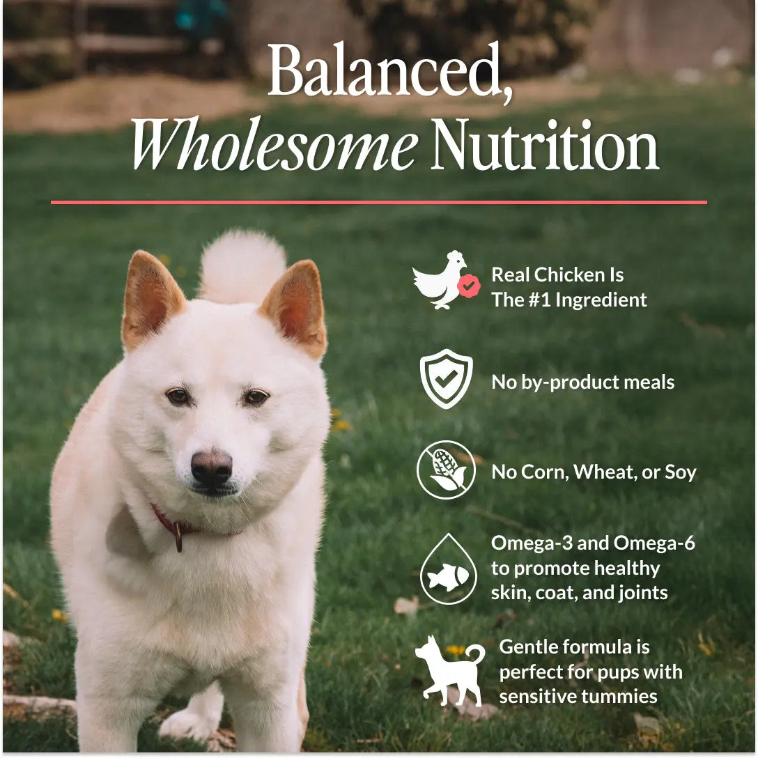 CUDDLY Chicken & Rice Dry Dog Food CUDDLY