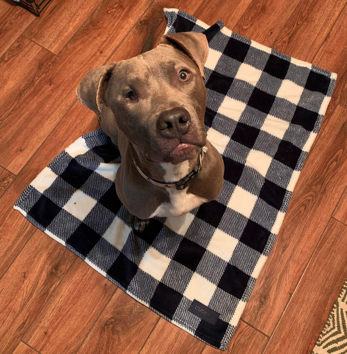 CUDDLY Navy & White Plaid Blanket