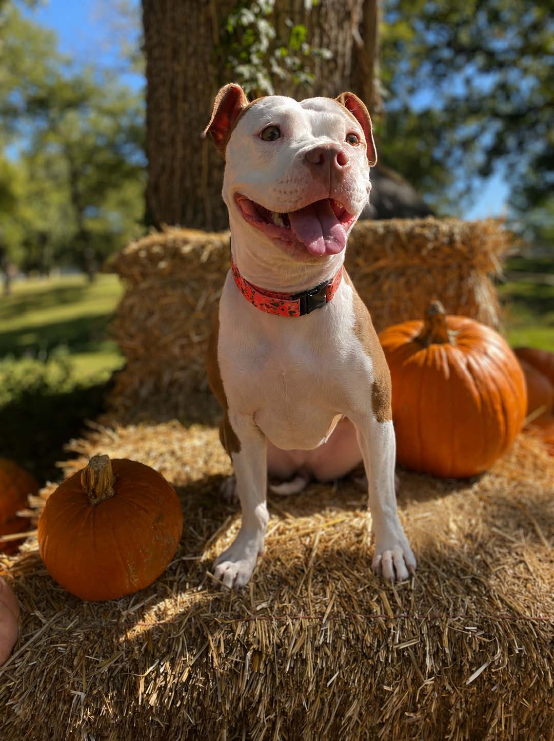 Adoptable dog sitting with pumpkins at a Cuddly event